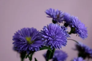 betekenis van bloemen spiritueel