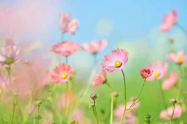 De bloemen van Pluukz